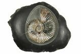 Iridescent Ammonite (Deshayesites) Fossil #243286-1